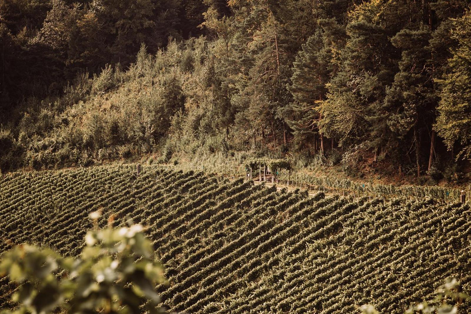 Weingut Kollerhof Am Eichberg Villa Leutschach Eksteriør billede